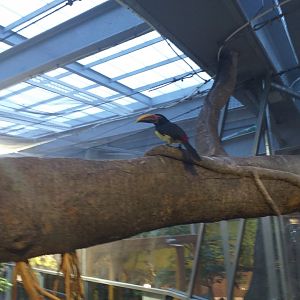 Green aracari -BioDomo (2019)