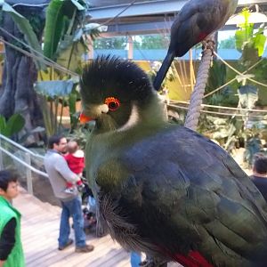 White-cheeked turaco -BioDomo (2019)