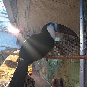 White-throated toucan -BioDomo (2019)
