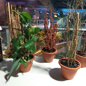 Mantis, Stick insect and Leaf insect exhibition -BioDomo (2019)