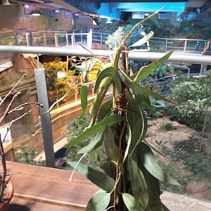 Mantis, Stick insect and Leaf insect exhibition -BioDomo (2019)