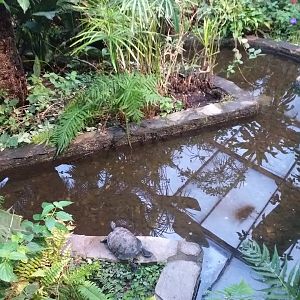 Butterfly house pond -Parque de las Ciencias (2019)