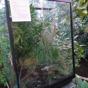 Stick insect tank in Butterfly house -Parque de las Ciencias (2019)