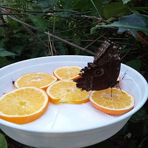 Butterfly feeder -Parque de las Ciencias (2019)