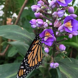 Butterfly at Buin Zoo