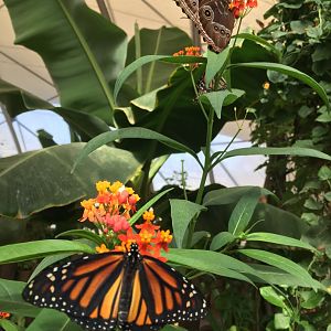 Butterfly at Buin Zoo