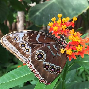 Butterfly at Buin Zoo
