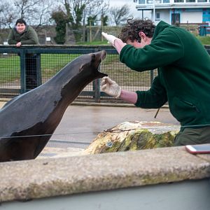 Keeper at Welsh Mountain Zoo displaying training routines on Californian Sea lion