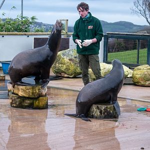 Keeper at Welsh Mountain Zoo displaying training routines on Californian Sea lion