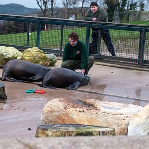 Keeper at Welsh Mountain Zoo displaying training routines on Californian Sea lion