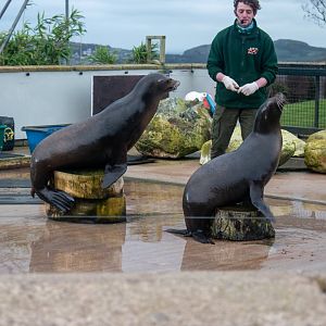 Keeper at Welsh Mountain Zoo displaying training routines on Californian Sea lion