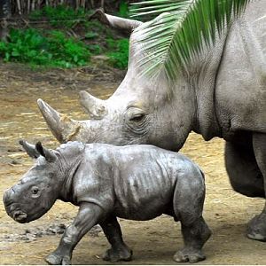 little rhino