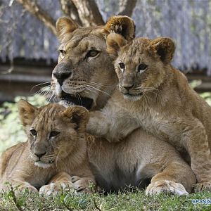 little lions buinzoo