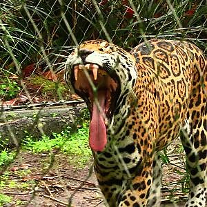 Jacksonville Zoo December 2019 - YouTube