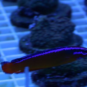 Aldabra or Orange dottyback - Pseudochromis aldabrensis