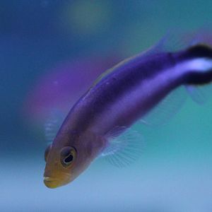 Double-striped dottyback - Pseudochromis bitaeniatus