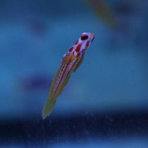 Yasha goby - Stonogobiops yasha