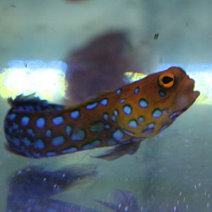 Blue-spotted jawfish - Opistognathus rosenblatti