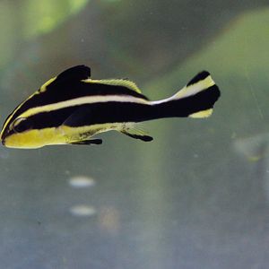 Silver-banded sweetlips - Plectorhinchus diagrammus