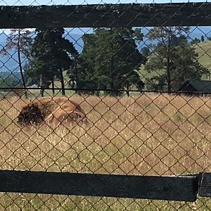 European Bison - Valea Zimbrilor (Bison Valley)