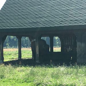 European Bison under Shelter - Valea Zimbrilor (Bison Valley)
