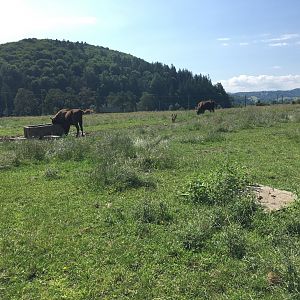 European Bison - Valea Zimbrilor (Bison Valley)