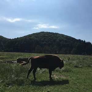 European Bison - Valea Zimbrilor (Bison Valley)
