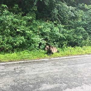 Brown Bear Cub - Făgăraș Mountains/Transfăgărășan