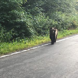 Brown Bear Cub - Făgăraș Mountains/Transfăgărășan