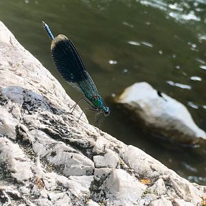 Dragonfly, not sure exact species - Cheile Turzii