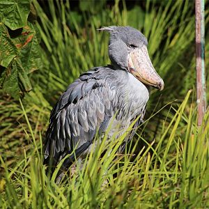 Shoebill