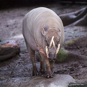 North Sulawesi babirusa