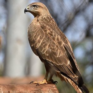 Rabat Zoo - Common buzzard (Buteo buteo)