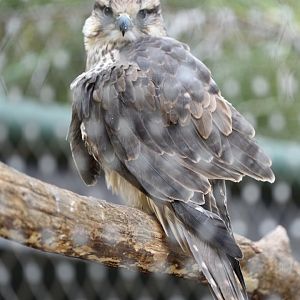 Rabat Zoo -  Lanner falcon (Falco biarmicus erlangeri)