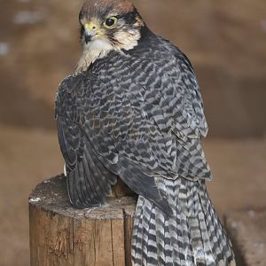 Rabat Zoo - Lanner falcon (Falco biarmicus erlangeri)