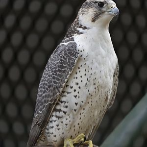 Rabat Zoo - Lanner falcon (Falco biarmicus erlangeri)