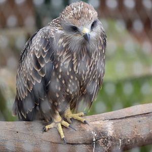 Rabat Zoo - Black kite (Milvus migrans)