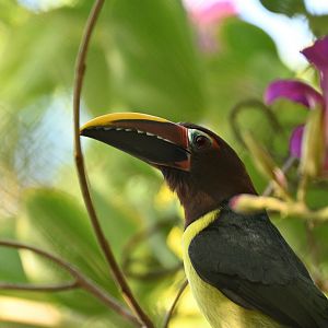 Green Aracari