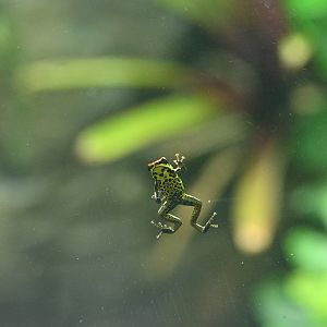 Uakari Poison Frog