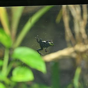 Splash Back Poison Frog