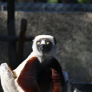 Coquerel’s Sifaka