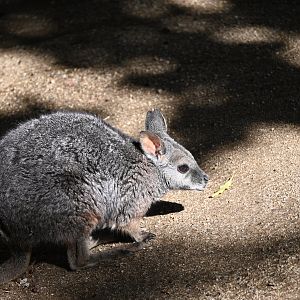 Tammar Wallaby