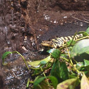 Tiger Salamander