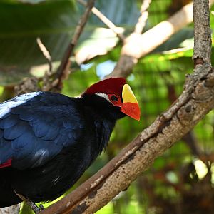 Violet Turaco