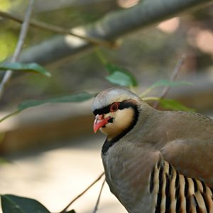 Chukar Partridge