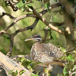 Sunbittern