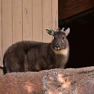 Chinese Goral