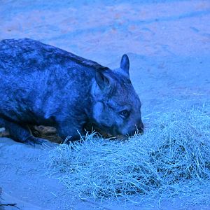Southern Hairy Nosed Wombat