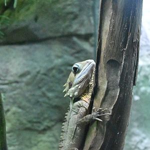 Boyd’s Forest Dragon