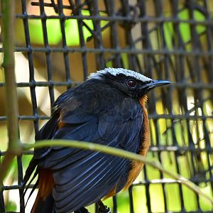 White Crowned Robit Chat